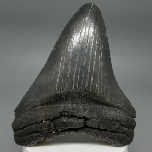 Front View Dark colors 3.61" Megalodon Tooth from South Carolina CM6410