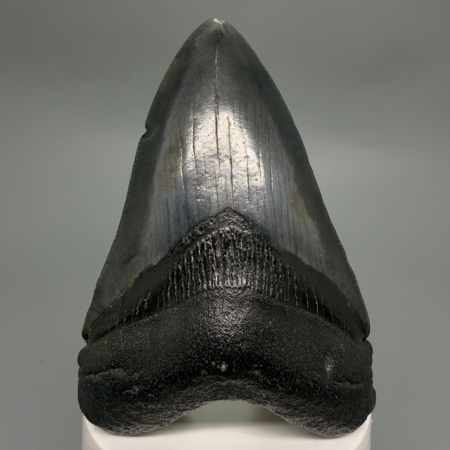 Front View Dark colors 3.66" Megalodon Tooth from South Carolina CM6253