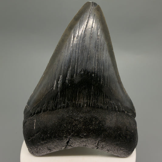 Front View Dark colors 3.73" Megalodon Tooth from South Carolina CM6252