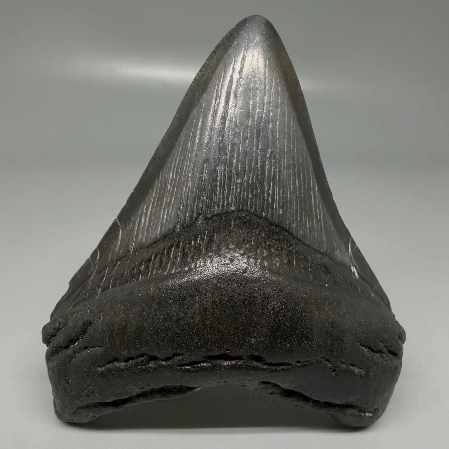 Front View Dark colors 3.84" Megalodon Tooth from South Carolina CM6107