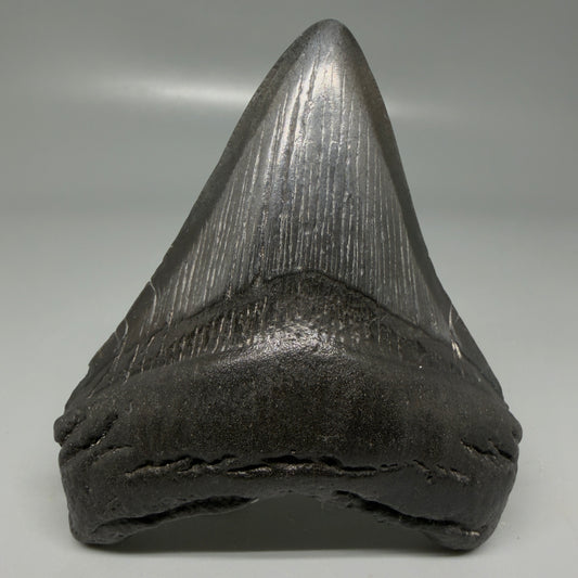 Front View Dark colors 3.84" Megalodon Tooth from South Carolina CM6107