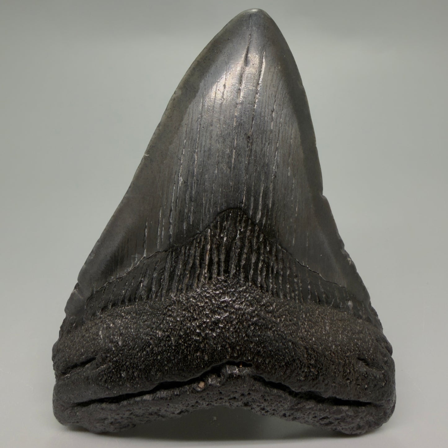 Front View Dark colors 3.84" Megalodon Tooth from South Carolina CM6254