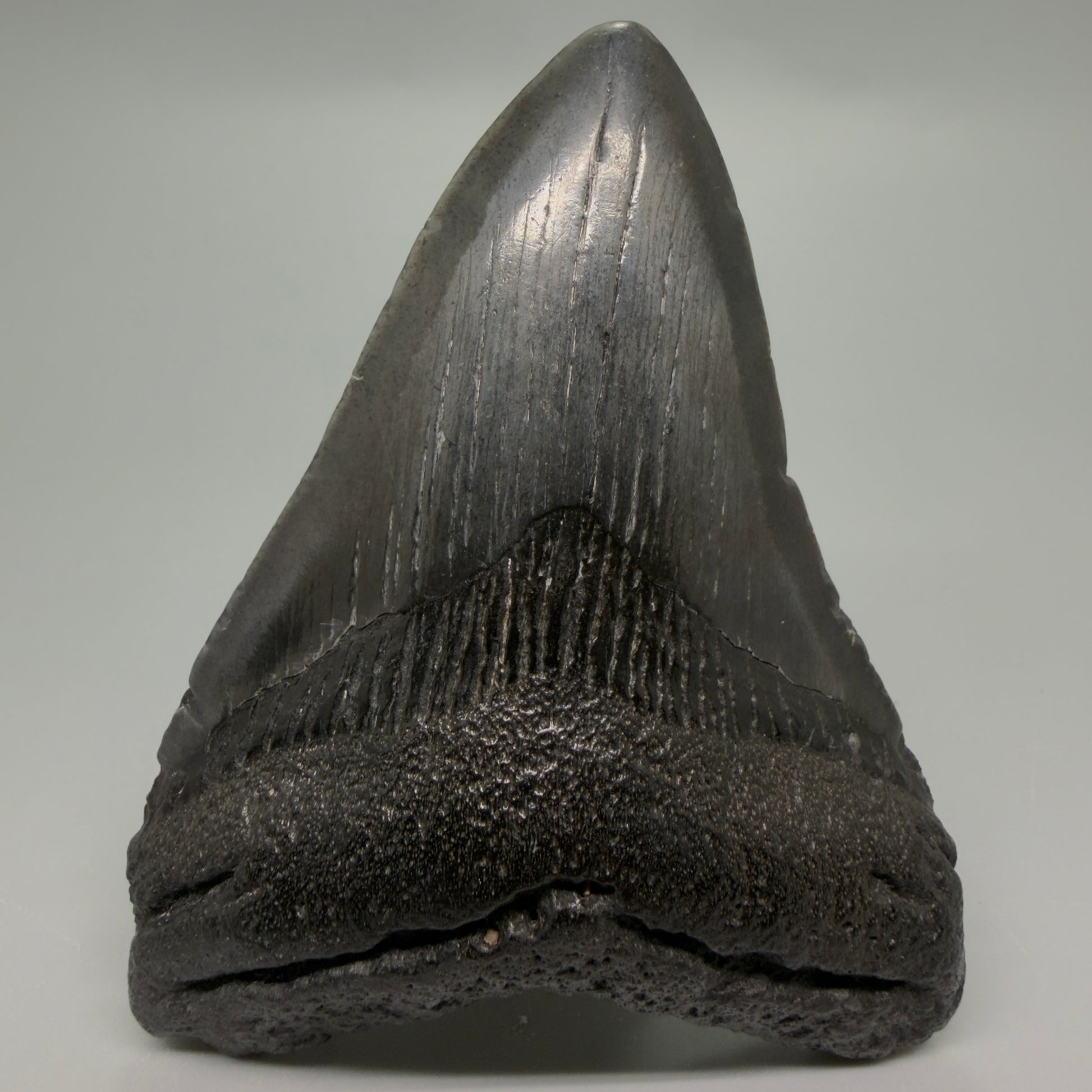 Front View Dark colors 3.84" Megalodon Tooth from South Carolina CM6254