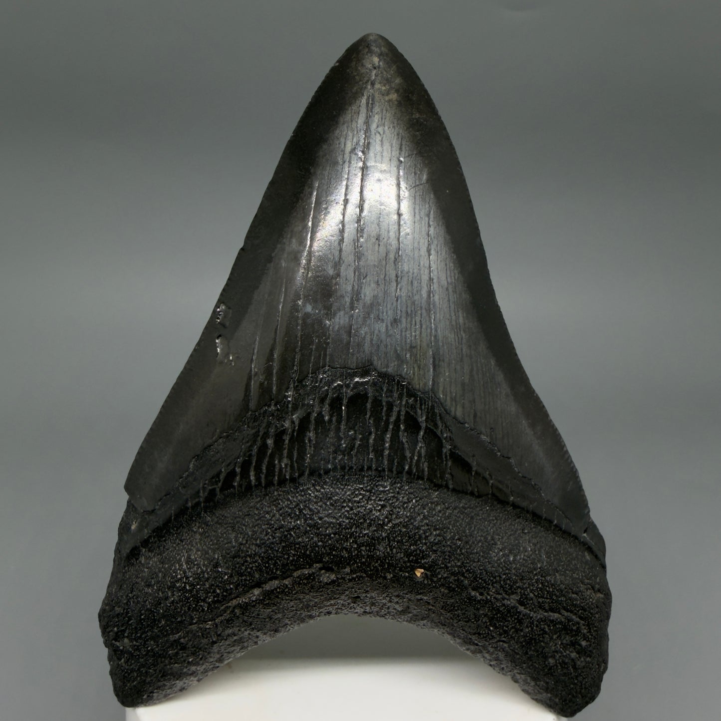 Front View Dark colors 3.93" Megalodon Tooth from South Carolina CM6413