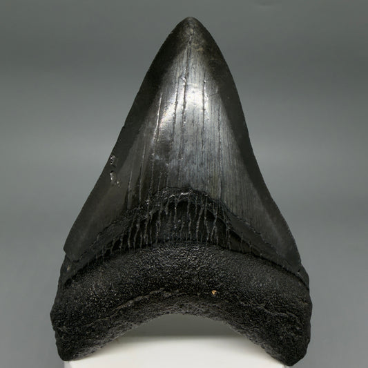 Front View Dark colors 3.93" Megalodon Tooth from South Carolina CM6413