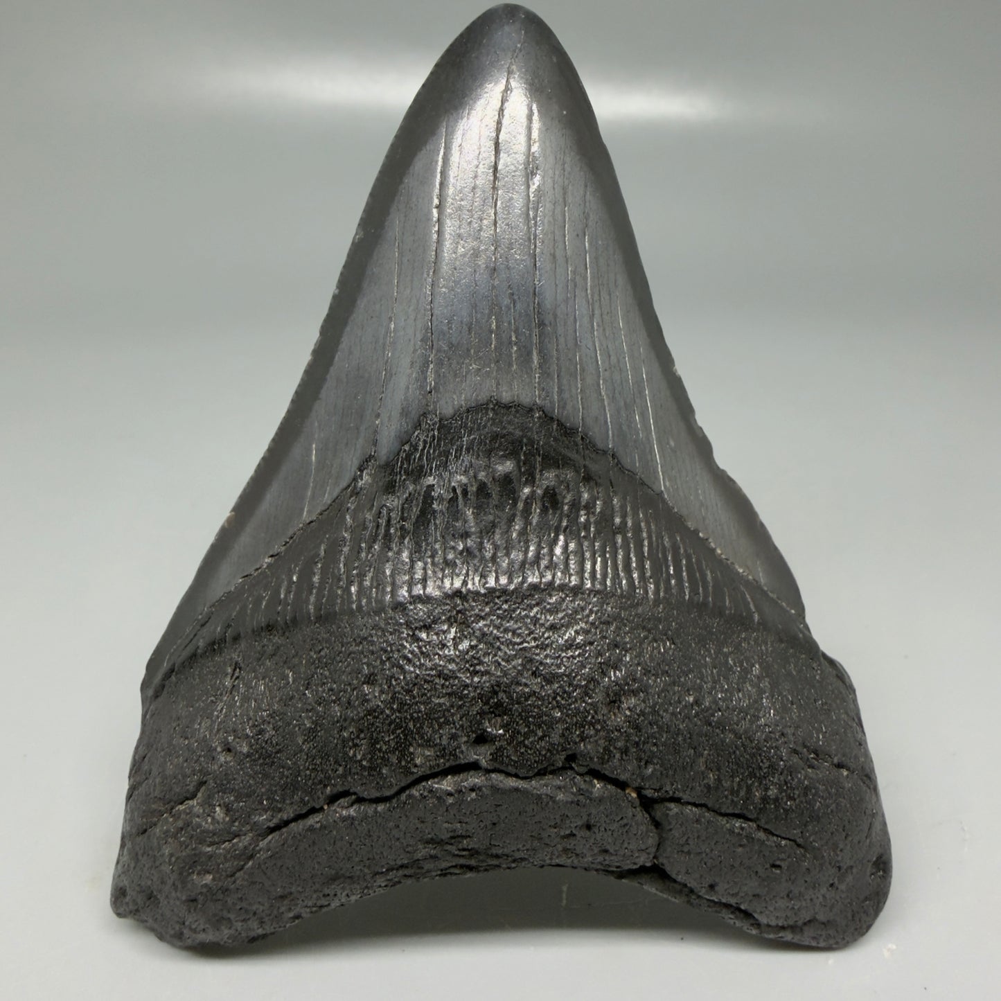Front View Dark colors 3.99" Megalodon Tooth from South Carolina CM6108