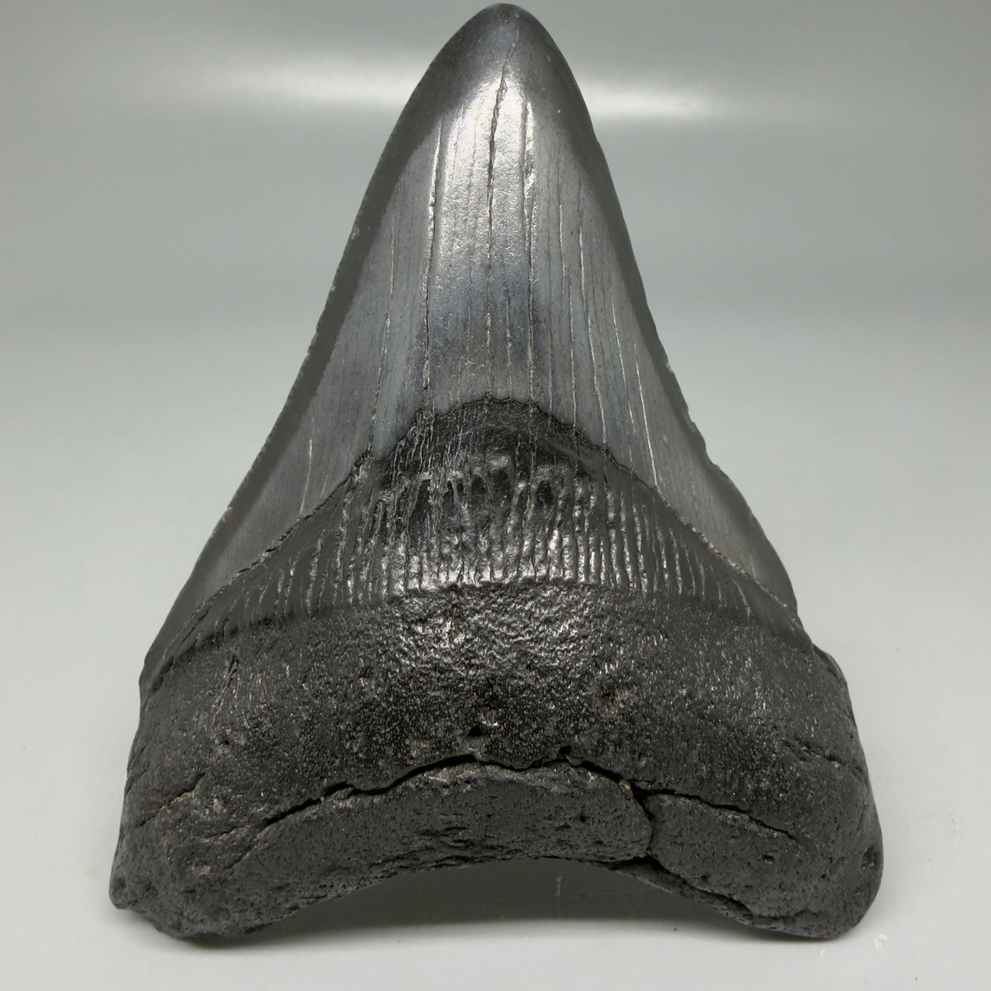 Front View Dark colors 3.99" Megalodon Tooth from South Carolina CM6108