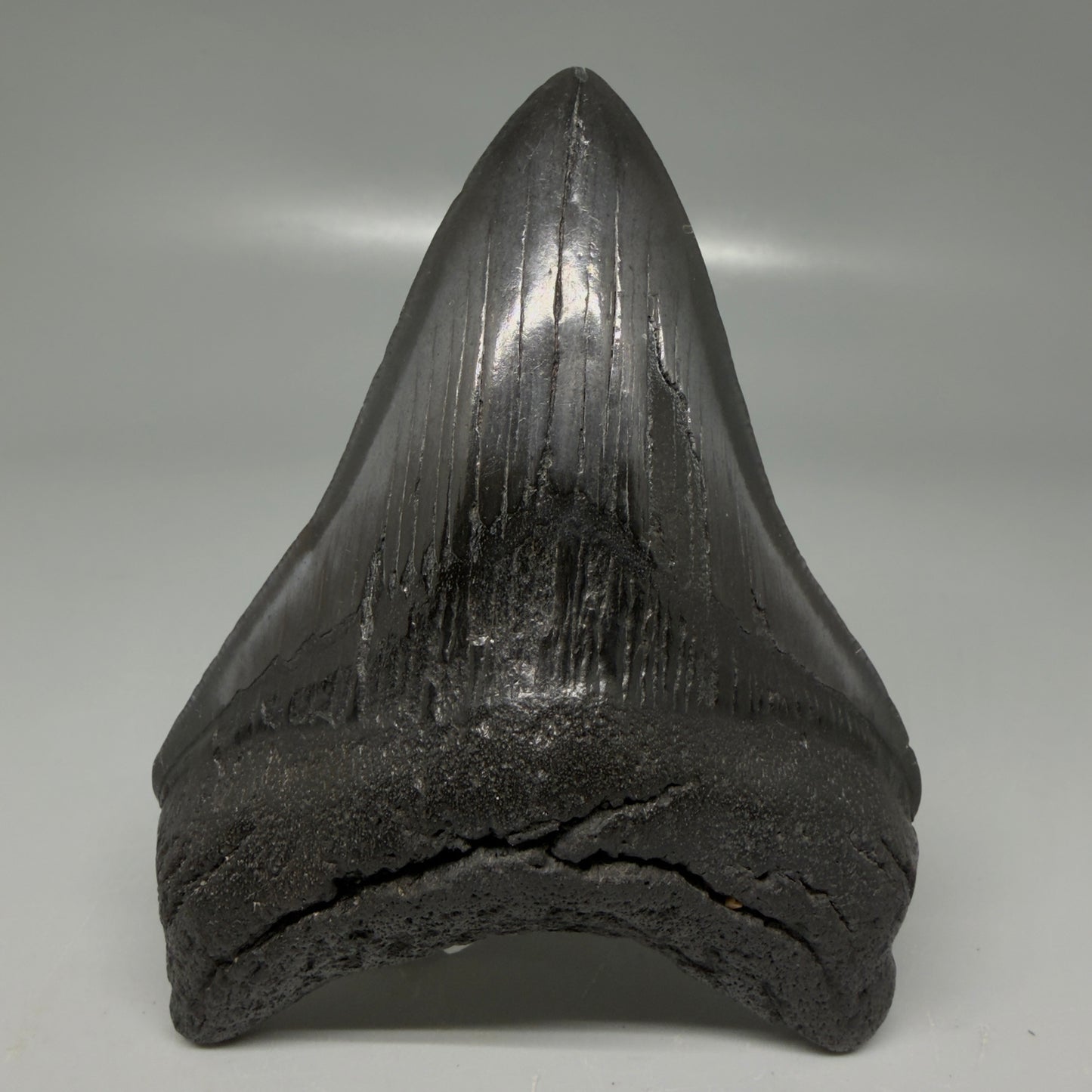 Front View Dark colors 4.14" Megalodon Tooth from South Carolina CM6109