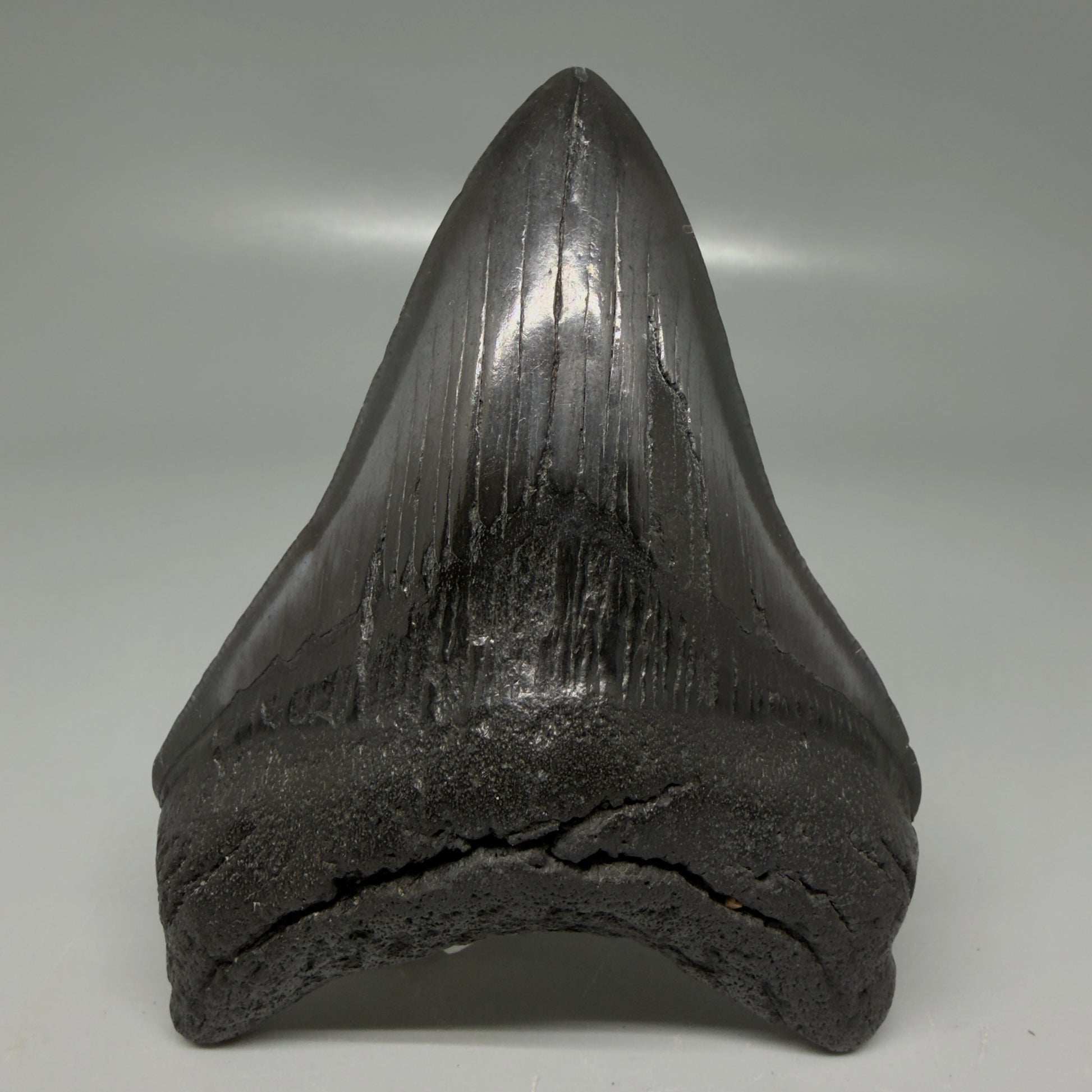 Front View Dark colors 4.14" Megalodon Tooth from South Carolina CM6109