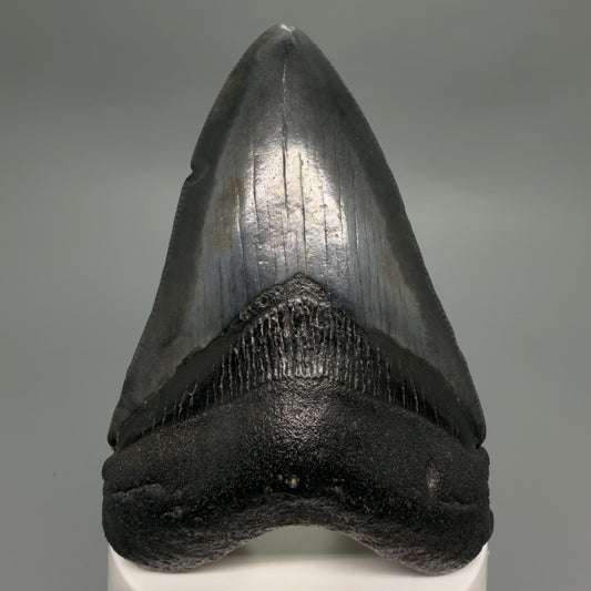Front View Dark colors 4.16" Megalodon Tooth from South Carolina CM6256
