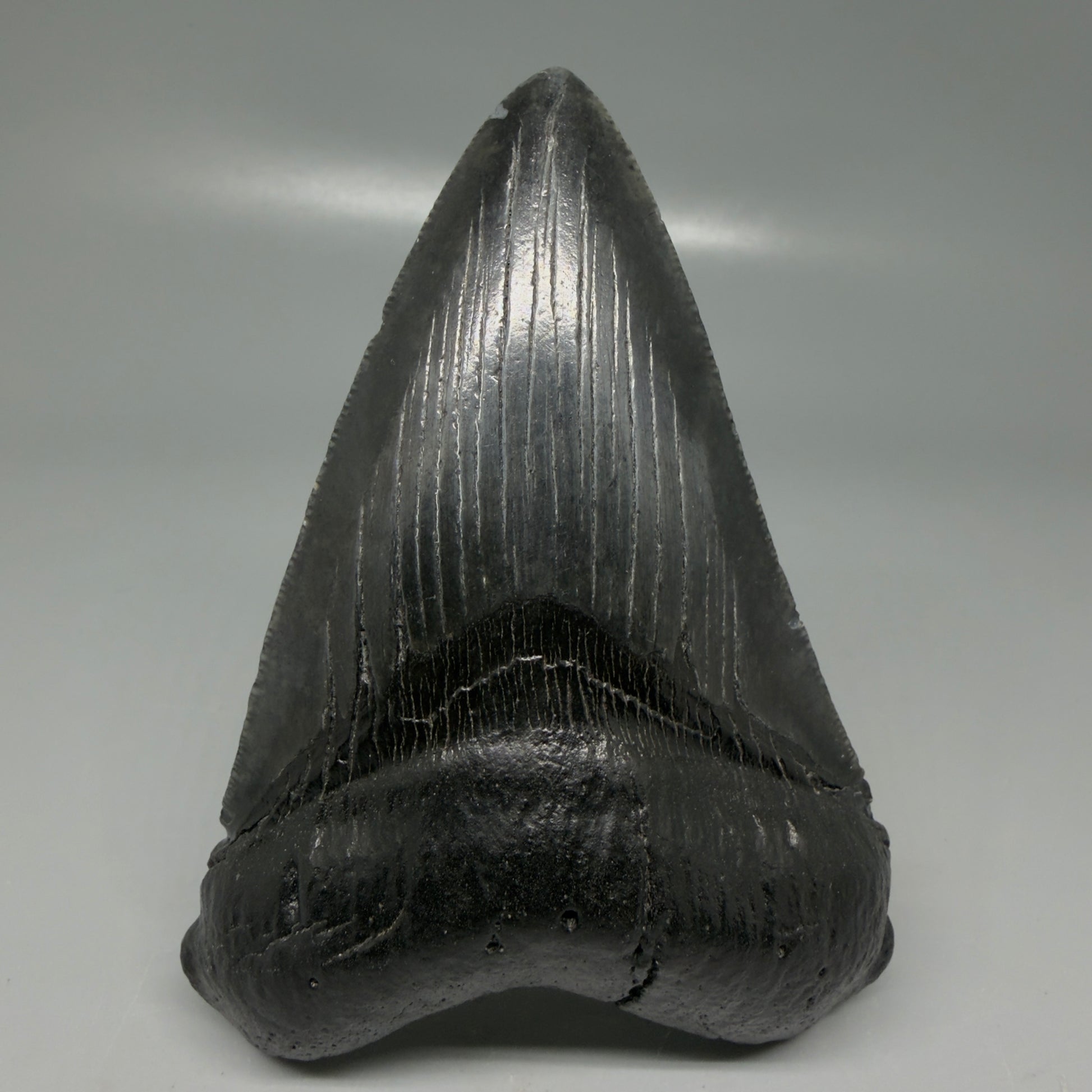 Front View Dark colors 4.18" Megalodon Tooth from South Carolina CM6112