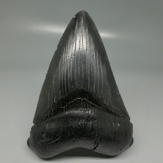 Front View Dark colors 4.18" Megalodon Tooth from South Carolina CM6112