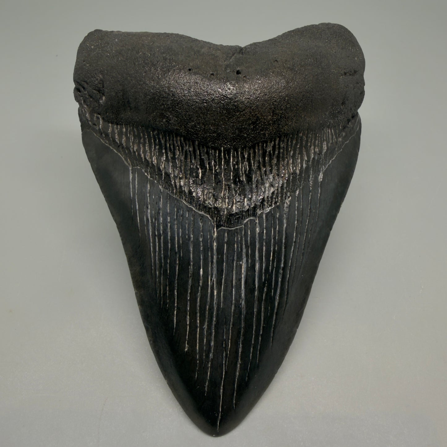Front View Dark colors 4.34" Megalodon Tooth from South Carolina CM6258