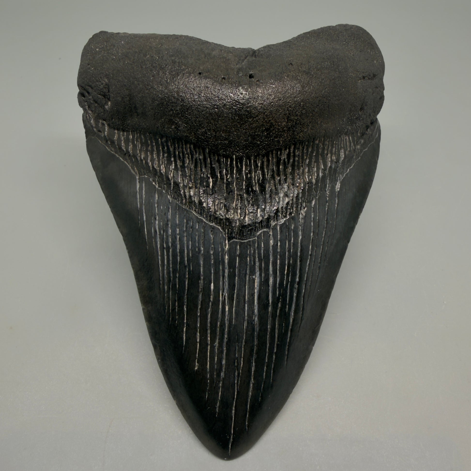 Front View Dark colors 4.34" Megalodon Tooth from South Carolina CM6258