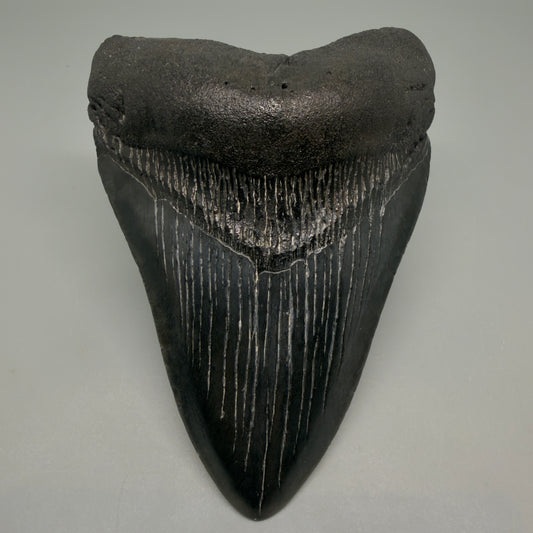 Front View Dark colors 4.34" Megalodon Tooth from South Carolina CM6258