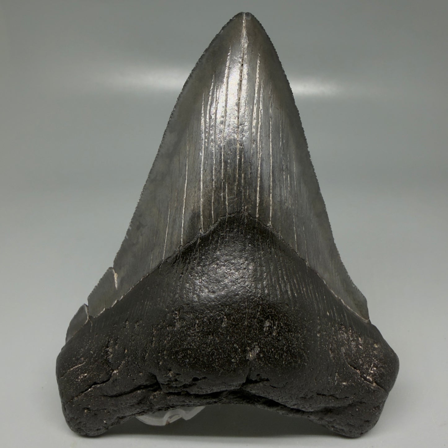 Front View Dark colors 4.53" Megalodon Tooth from South Carolina CM6115