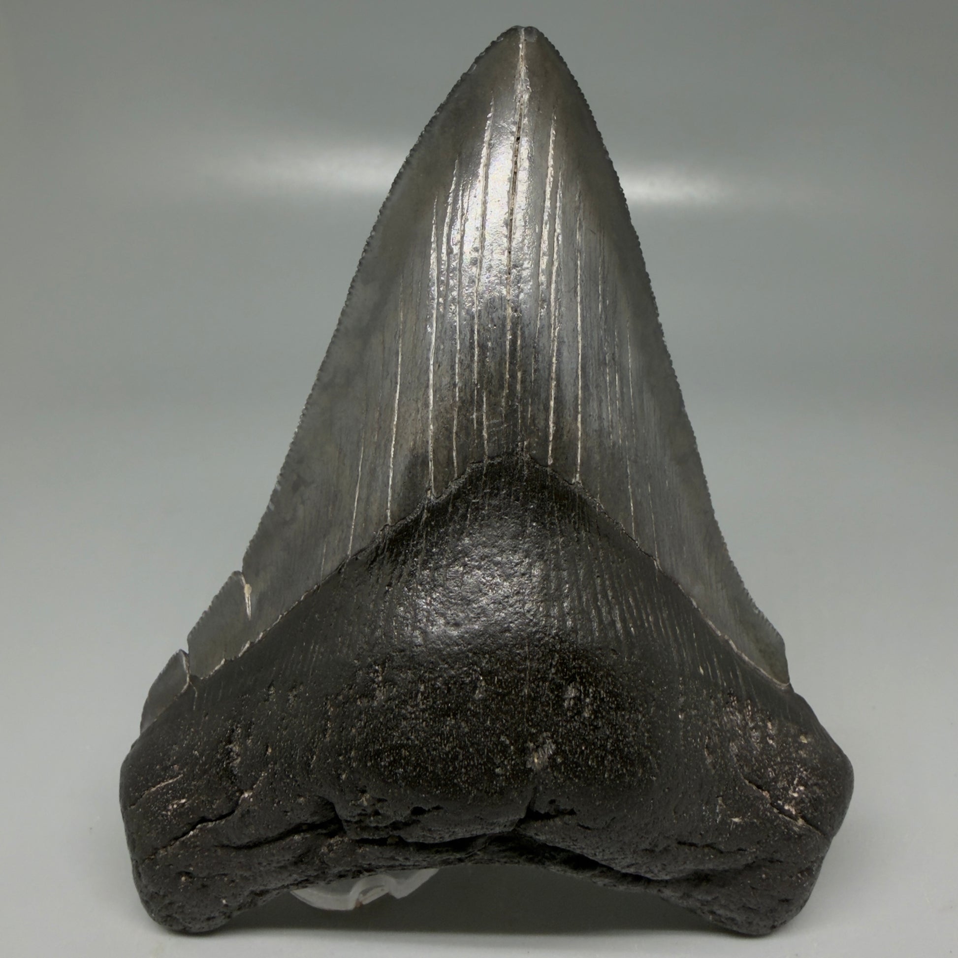 Front View Dark colors 4.53" Megalodon Tooth from South Carolina CM6115