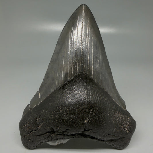 Front View Dark colors 4.53" Megalodon Tooth from South Carolina CM6115