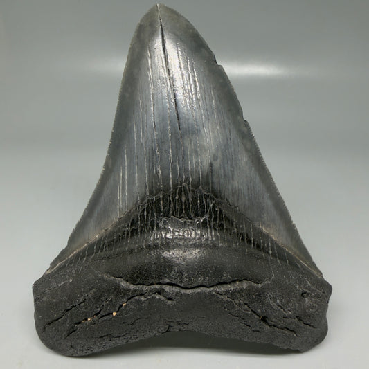 Front View Dark colors 4.58" Megalodon Tooth from South Carolina CM6117