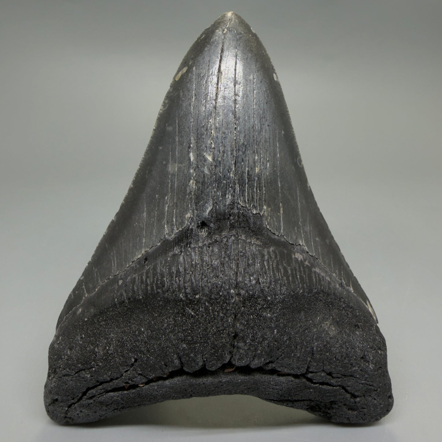 Front View Dark colors 4.64" Authentic Megalodon Tooth – North Carolina Fossil | Carcharocles megalodon CM6231