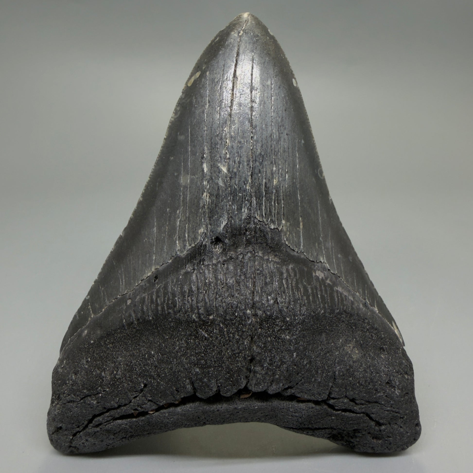 Front View Dark colors 4.64" Authentic Megalodon Tooth – North Carolina Fossil | Carcharocles megalodon CM6231