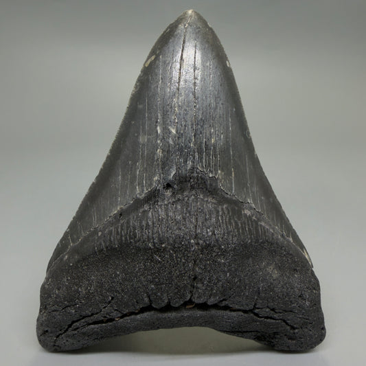 Front View Dark colors 4.64" Authentic Megalodon Tooth – North Carolina Fossil | Carcharocles megalodon CM6231