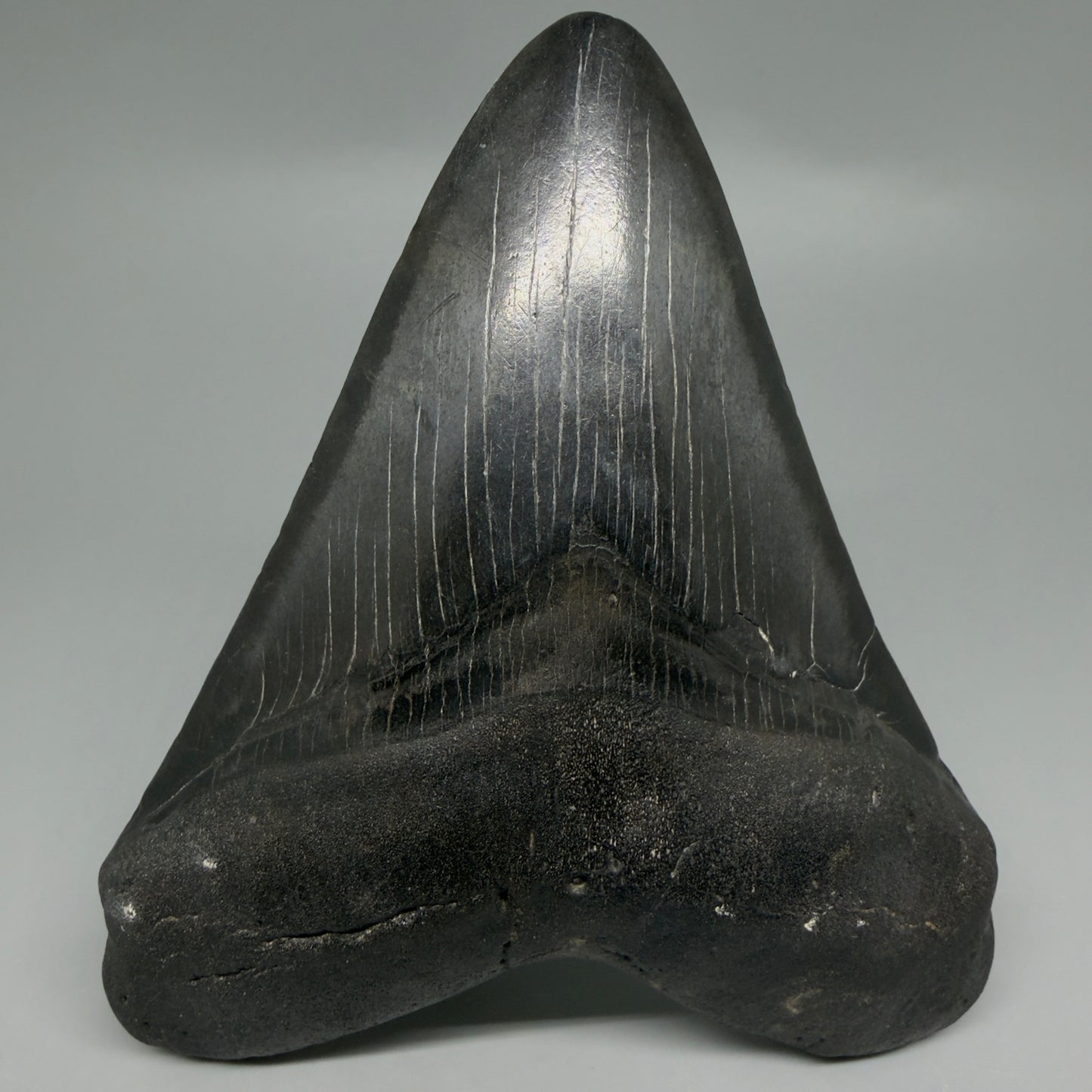 Front View Dark colors 4.65" Megalodon Tooth from South Carolina CM6261