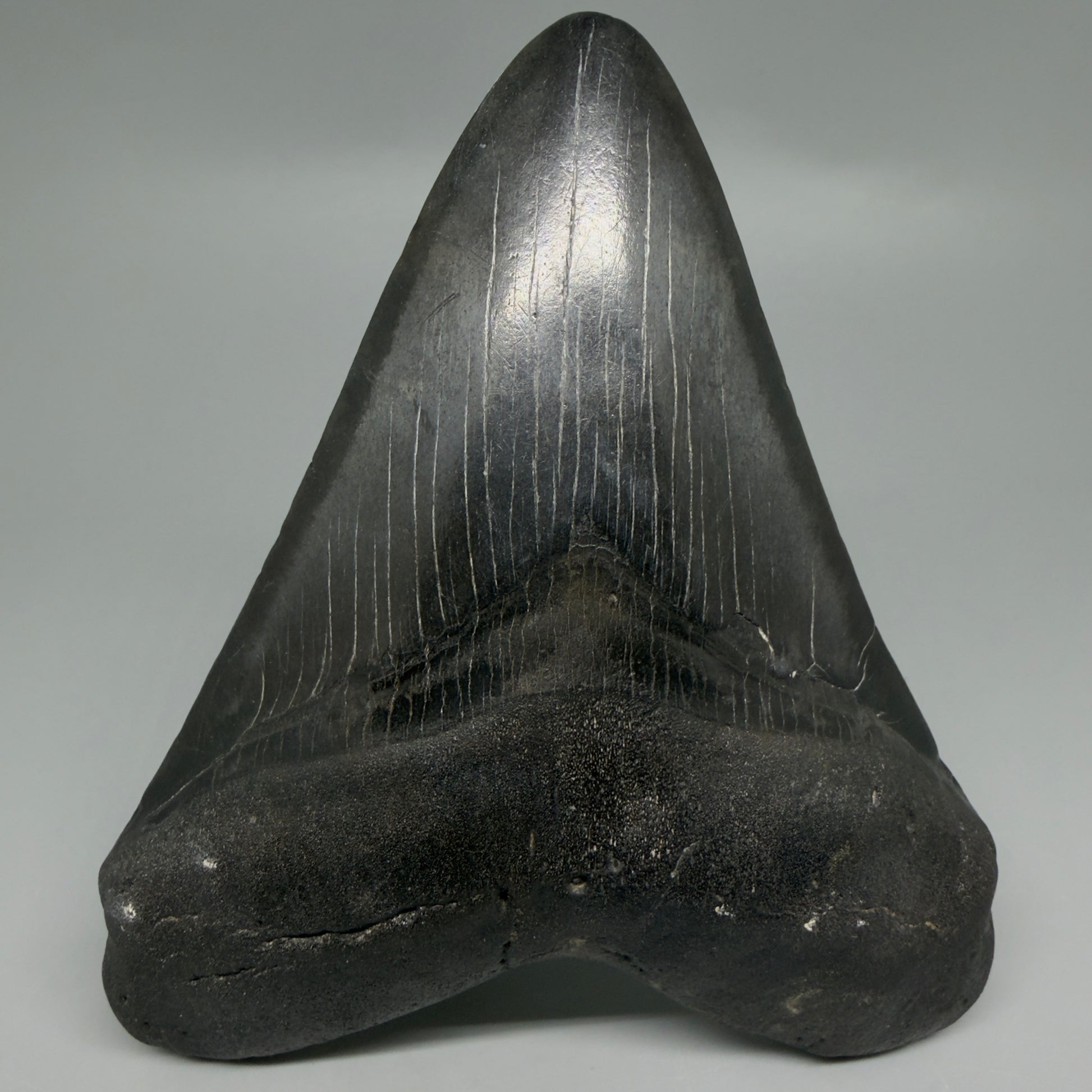 Front View Dark colors 4.65" Megalodon Tooth from South Carolina CM6261