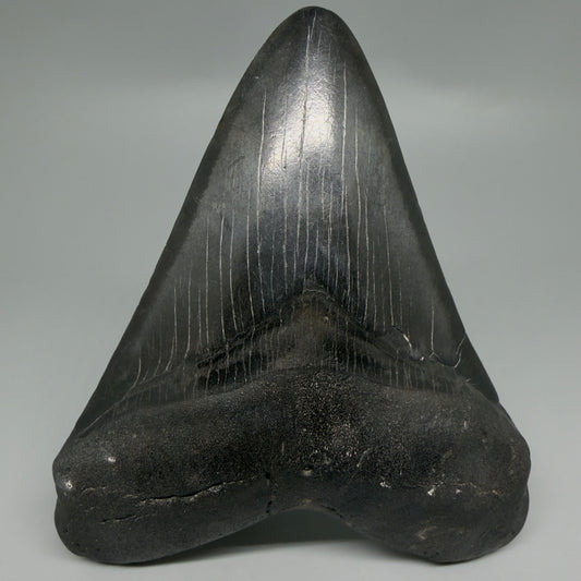 Front View Dark colors 4.65" Megalodon Tooth from South Carolina CM6261
