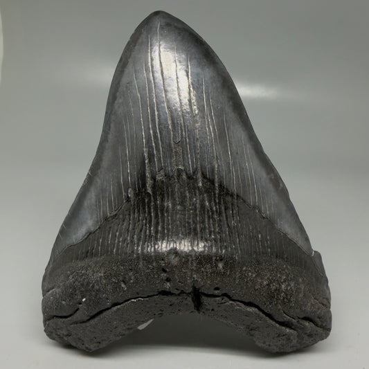 Front View Dark colors 5.03" Fossil Megalodon Tooth - South Carolina CM6119