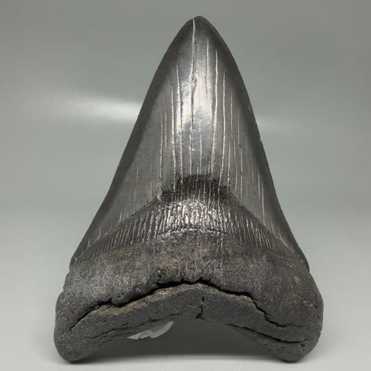 Front View Dark colors 5.15" Fossil Megalodon Tooth - South Carolina CM6120