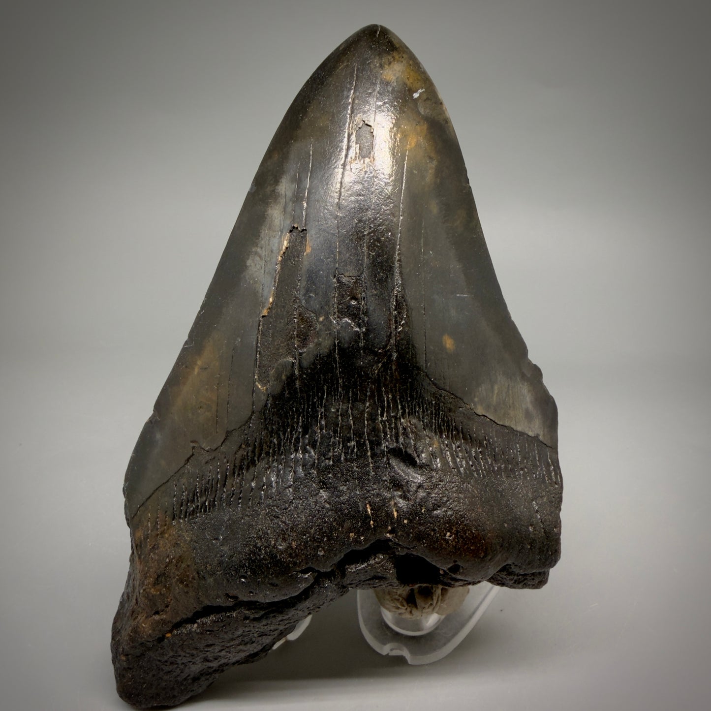 Front View Dark colors 5.79" Authentic Megalodon Tooth – North Carolina Fossil | Carcharocles megalodon megalodonteeth.com CM6612