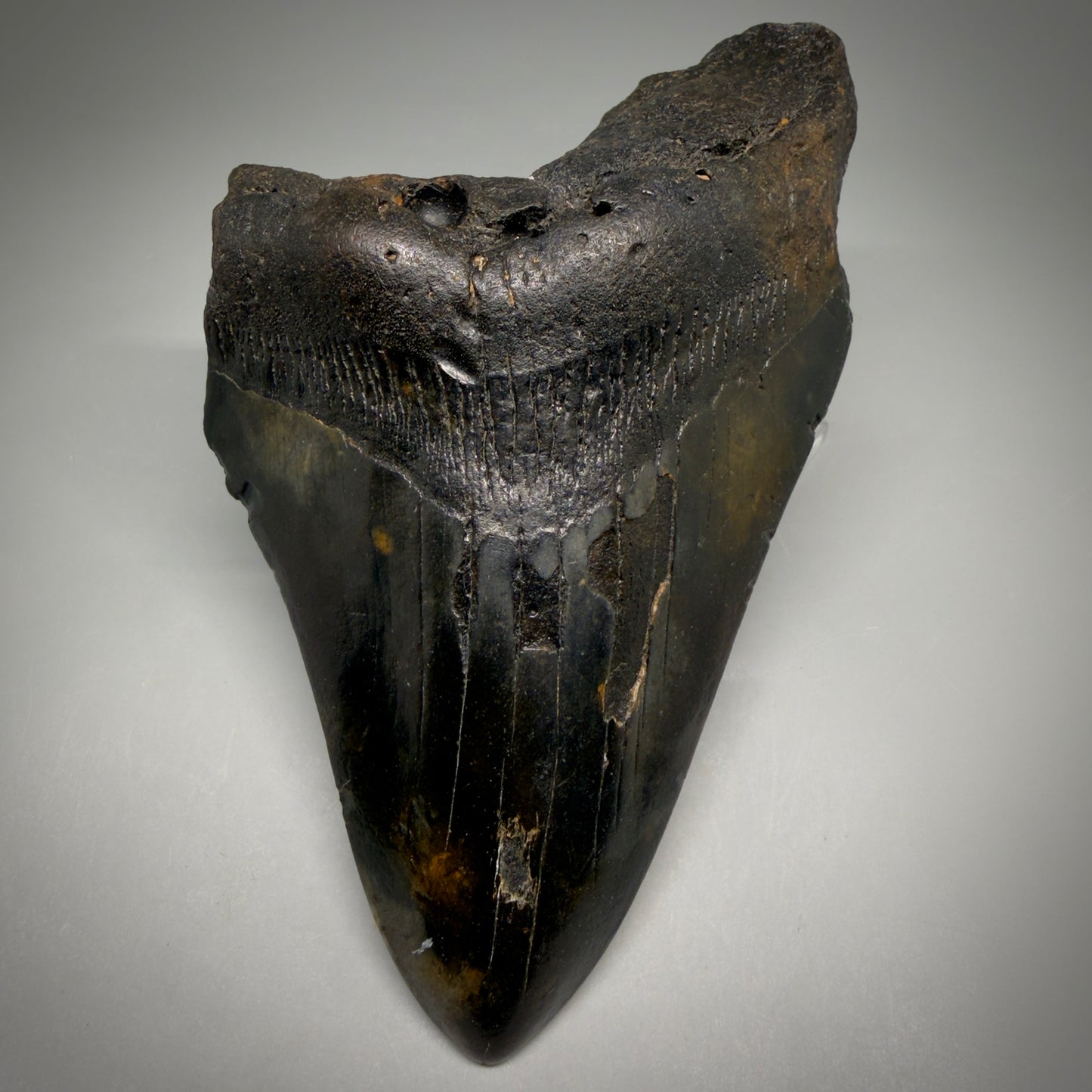 Front View Dark colors 5.79" Authentic Megalodon Tooth – North Carolina Fossil | Carcharocles megalodon megalodonteeth.com CM6612 - 1
