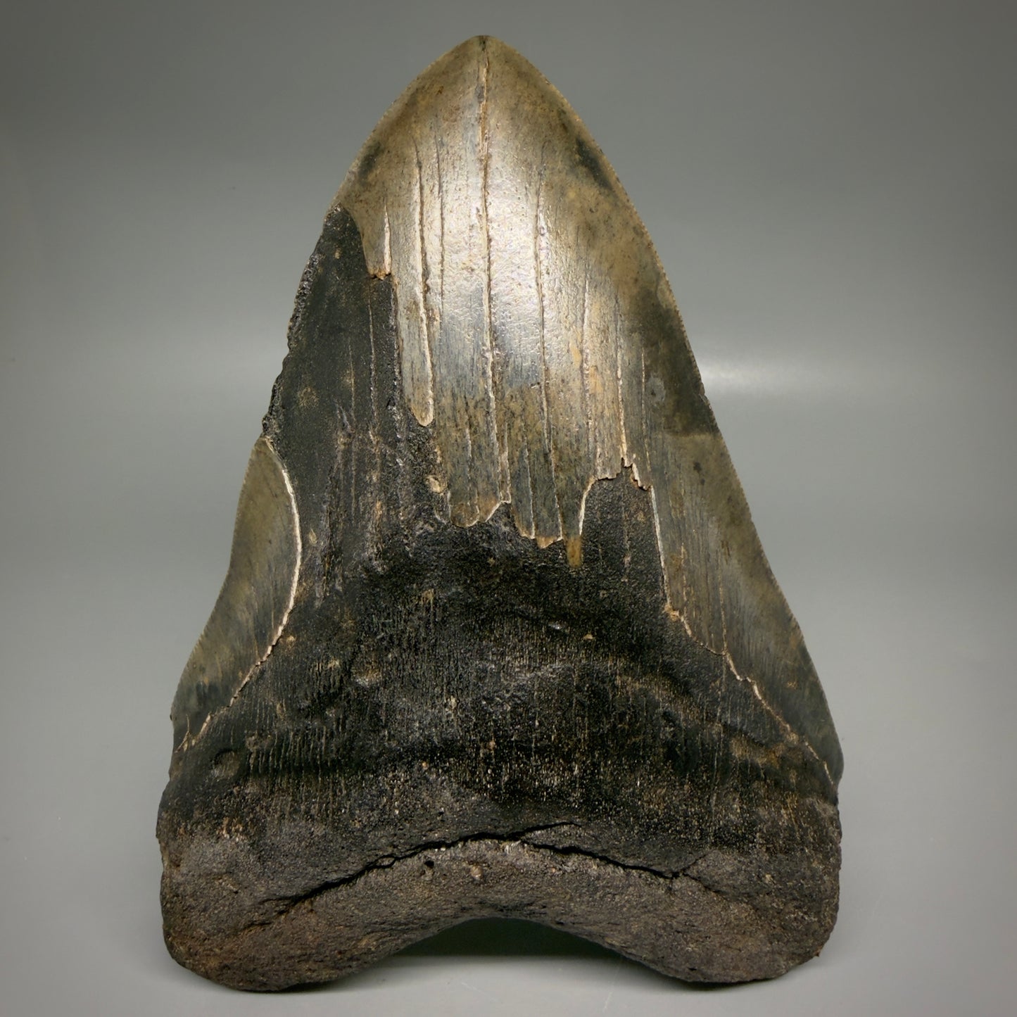 Front View Dark colors, HUGE 6.56" Fossil Megalodon Shark Tooth from Georgia CM6175