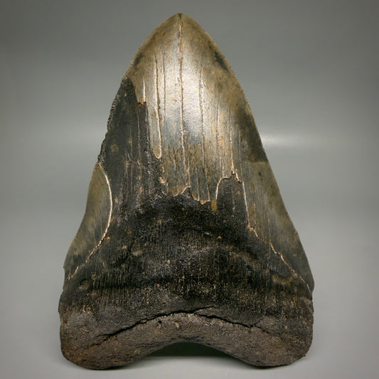 Front View Dark colors, HUGE 6.56" Fossil Megalodon Shark Tooth from Georgia CM6175