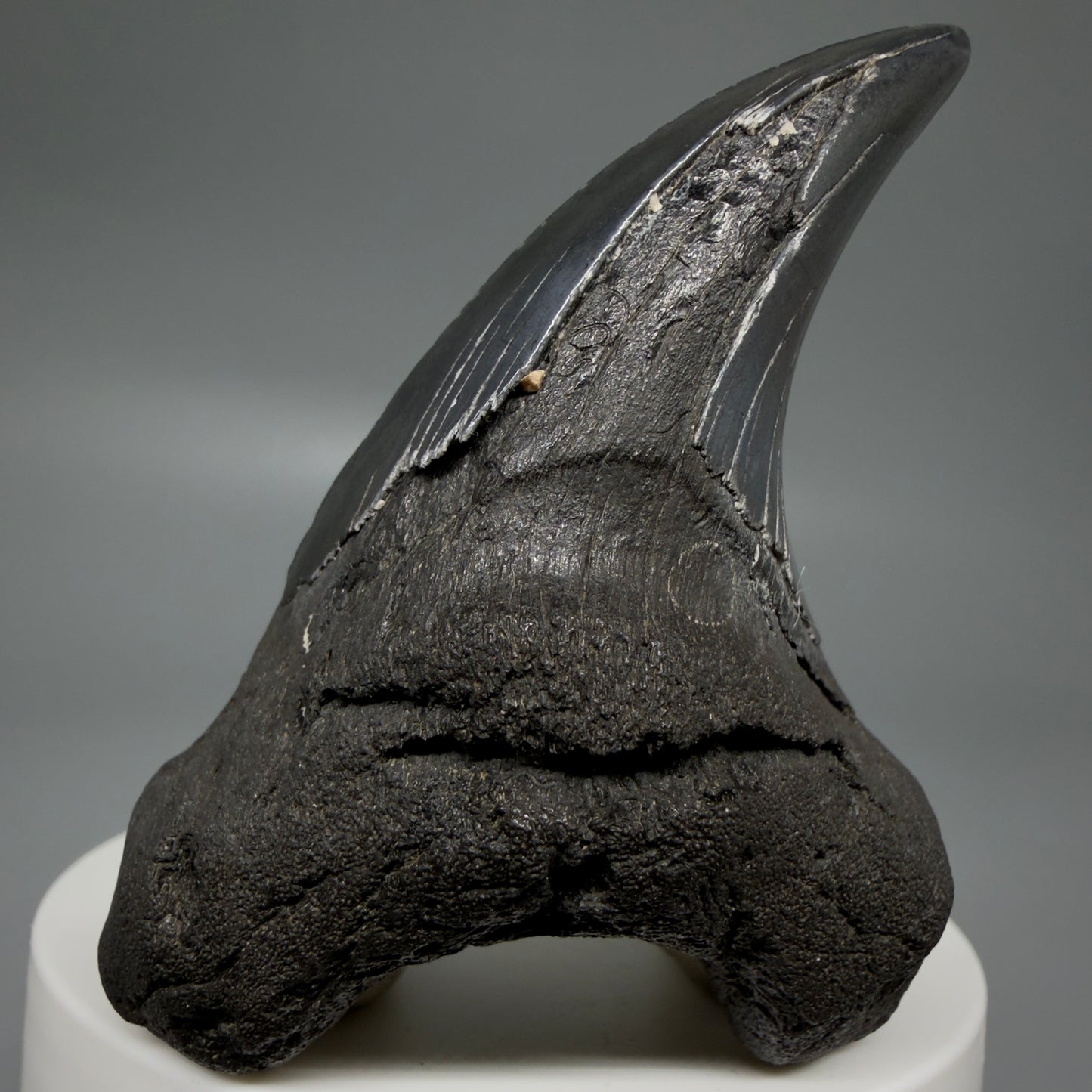 Front View Dark colors, Large 2.80" Fossil Parotodus benedeni Tooth from SC R641