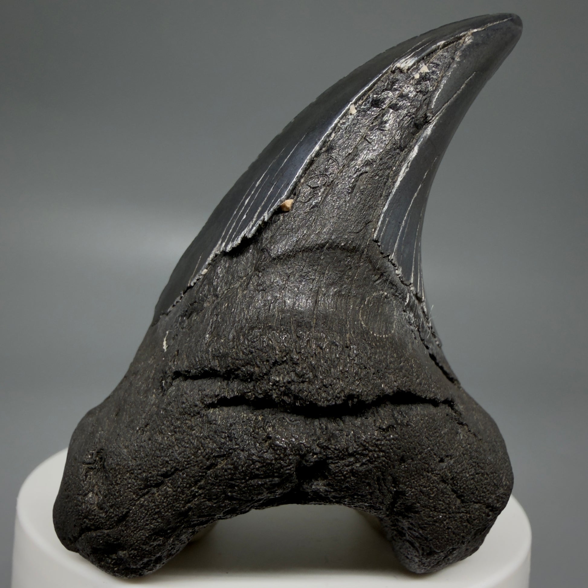 Front View Dark colors, Large 2.80" Fossil Parotodus benedeni Tooth from SC R641