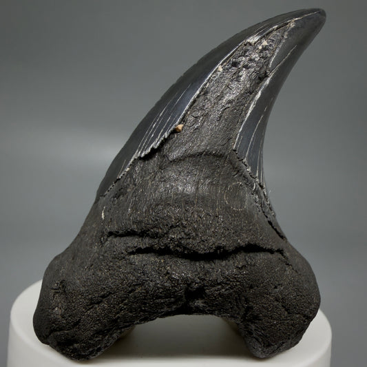 Front View Dark colors, Large 2.80" Fossil Parotodus benedeni Tooth from SC R641