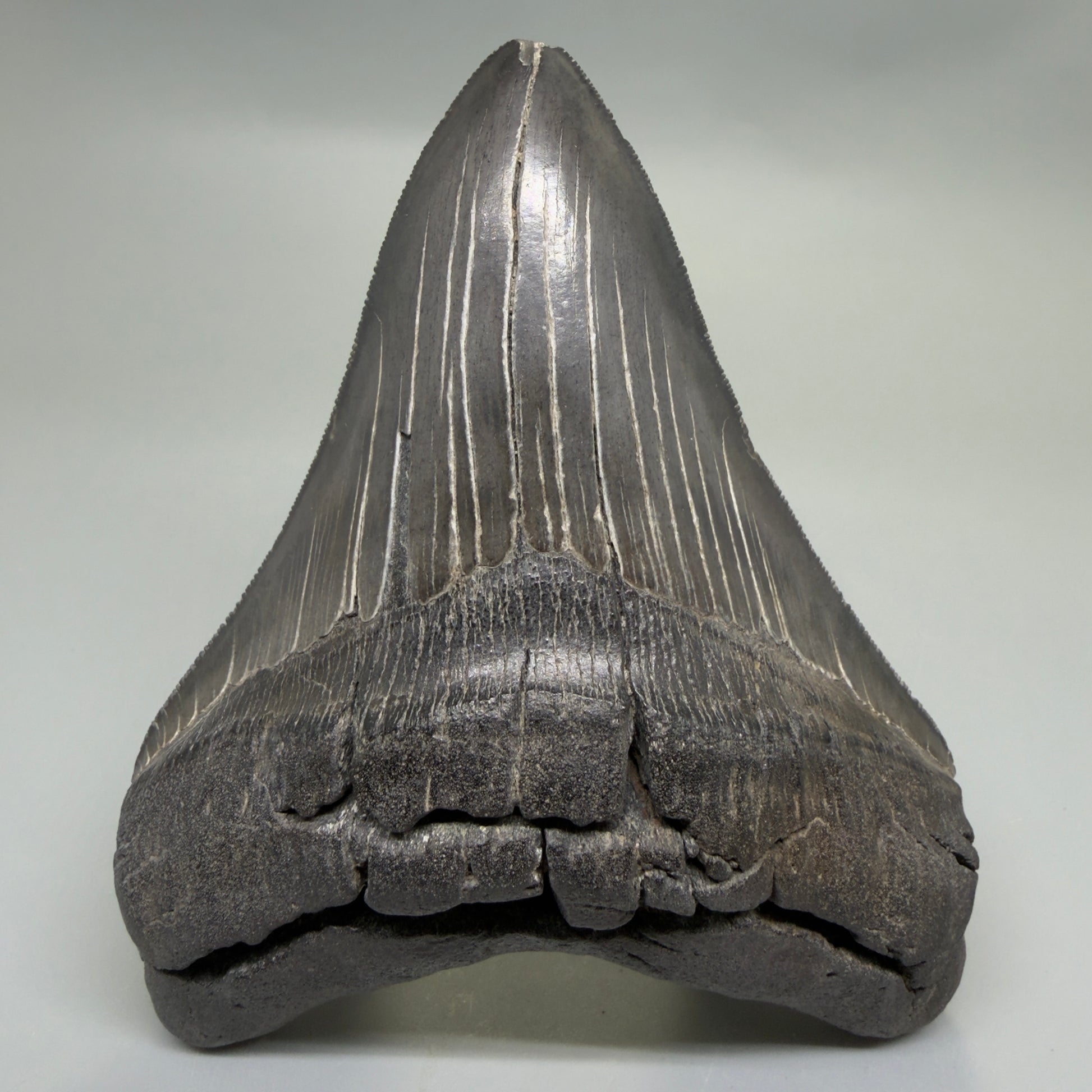 Front View Dark colors, Large 5.15" Fossil Megalodon Tooth - South Carolina CM6338