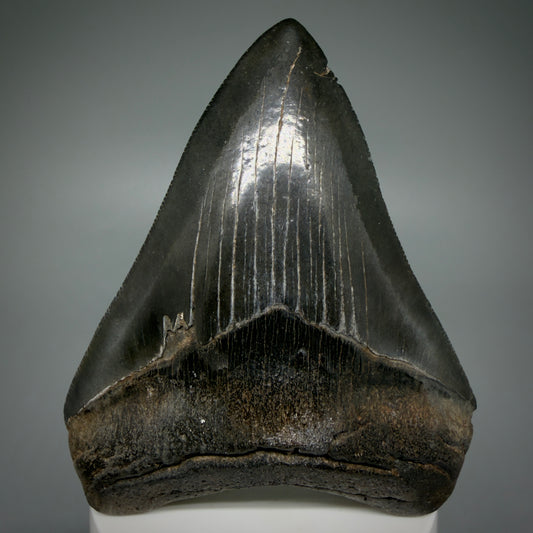 Front View Dark colors, heart-shaped 3.75" Fossil Megalodon Tooth from Georgia, USA MJ174