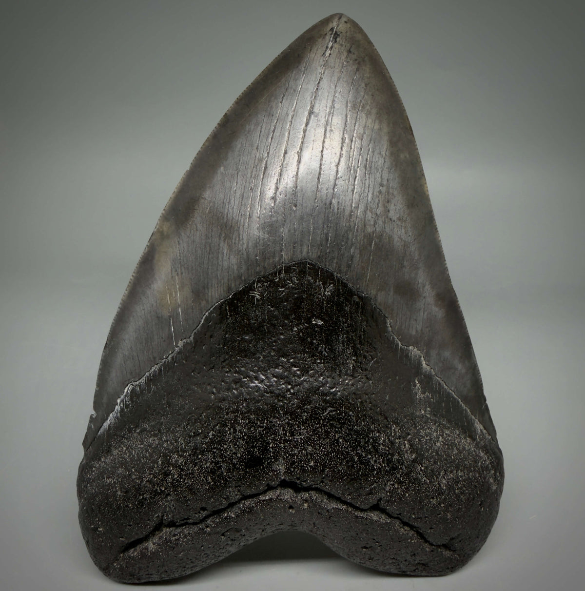 Front View Dark colors, heart-shaped 5.78" Fossil Megalodon Shark Tooth - Georgia megalodonteeth.com  CM6709
