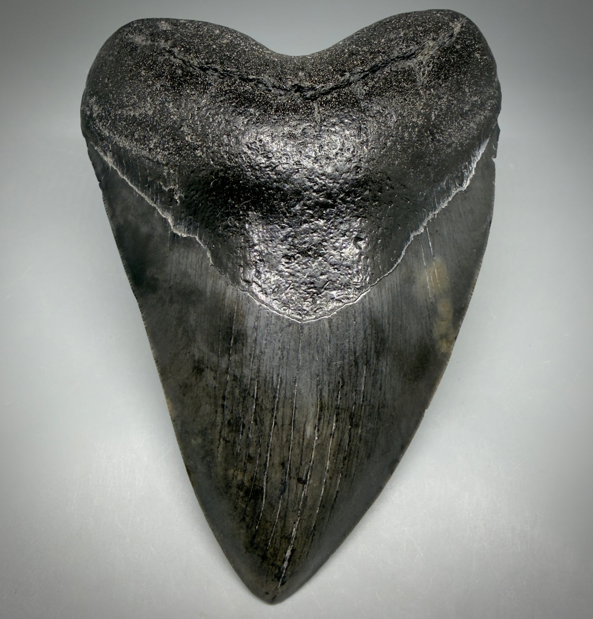 Front View Dark colors, heart-shaped 5.78" Fossil Megalodon Shark Tooth - Georgia megalodonteeth.com  CM6709 - 1