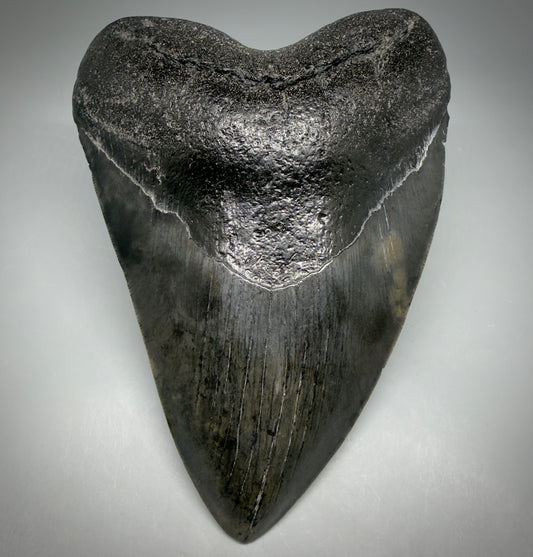 Front View Dark colors, heart-shaped 5.78" Fossil Megalodon Shark Tooth - Georgia megalodonteeth.com  CM6709 - 1