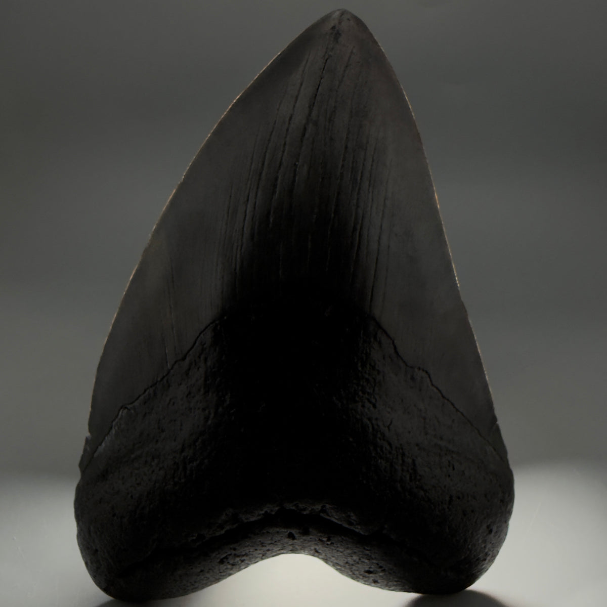 Front View Dark colors, heart-shaped 5.78" Fossil Megalodon Shark Tooth - Georgia megalodonteeth.com  CM6709 - 2