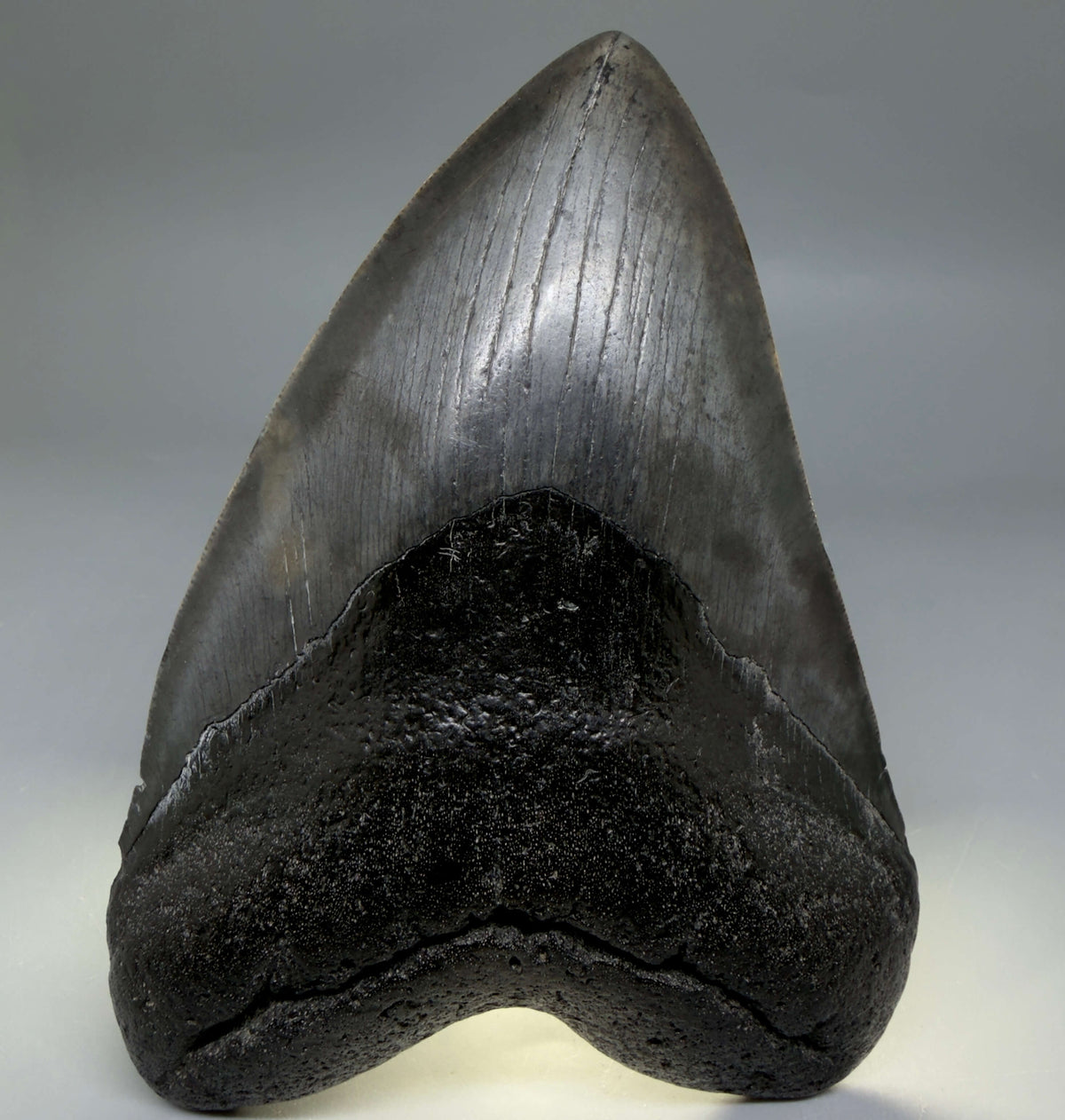 Front View Dark colors, heart-shaped 5.78" Fossil Megalodon Shark Tooth - Georgia megalodonteeth.com  CM6709 - 3