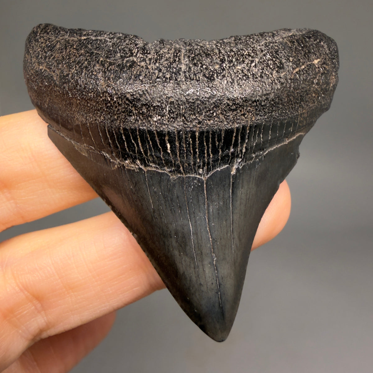 Front View Dark colors, lateral 2.21" Colorful Fossil Megalodon Tooth – South Carolina River Find | Authentic megalodonteeth.com CM6689