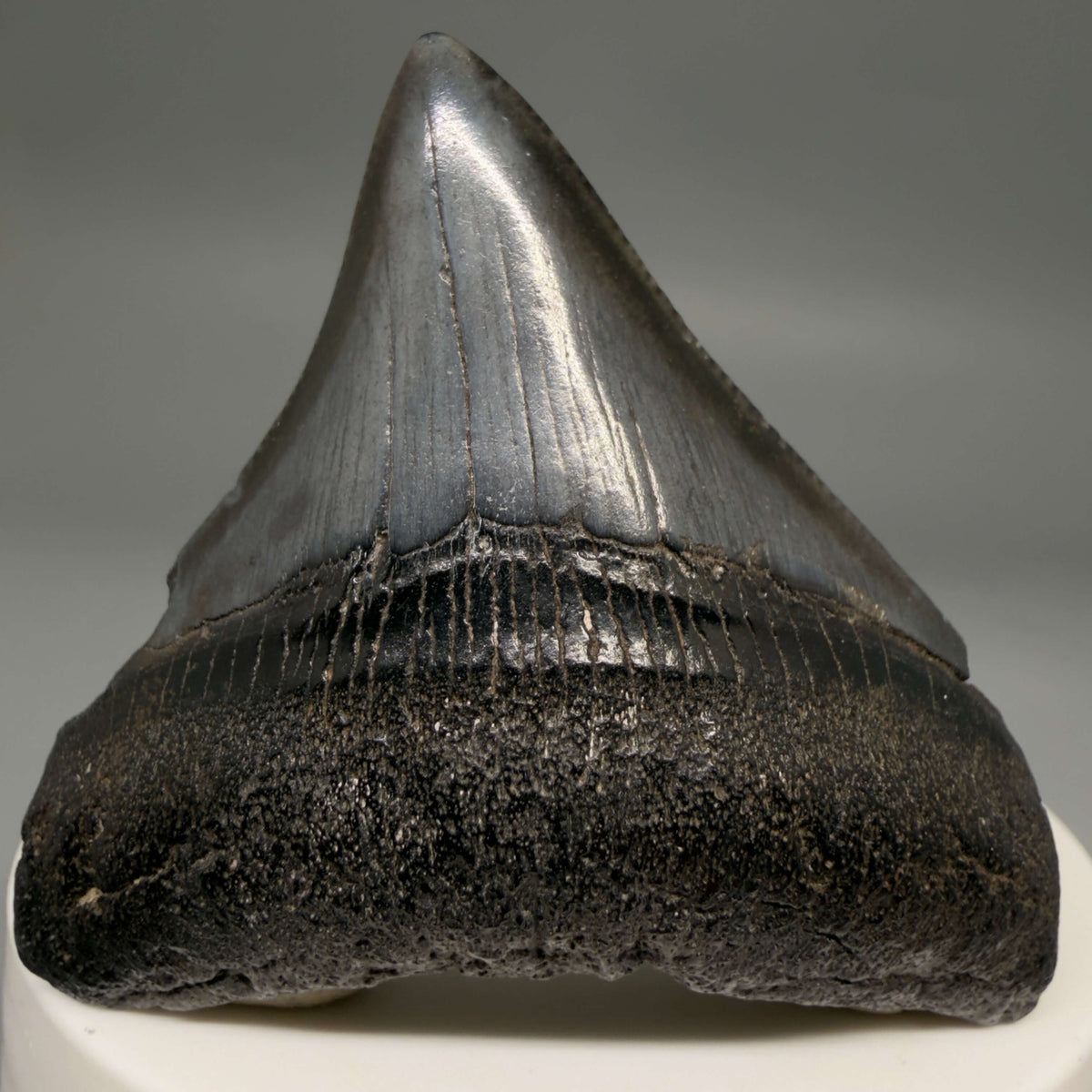 Front View Dark colors, lateral 2.21" Colorful Fossil Megalodon Tooth – South Carolina River Find | Authentic megalodonteeth.com CM6689 - 1