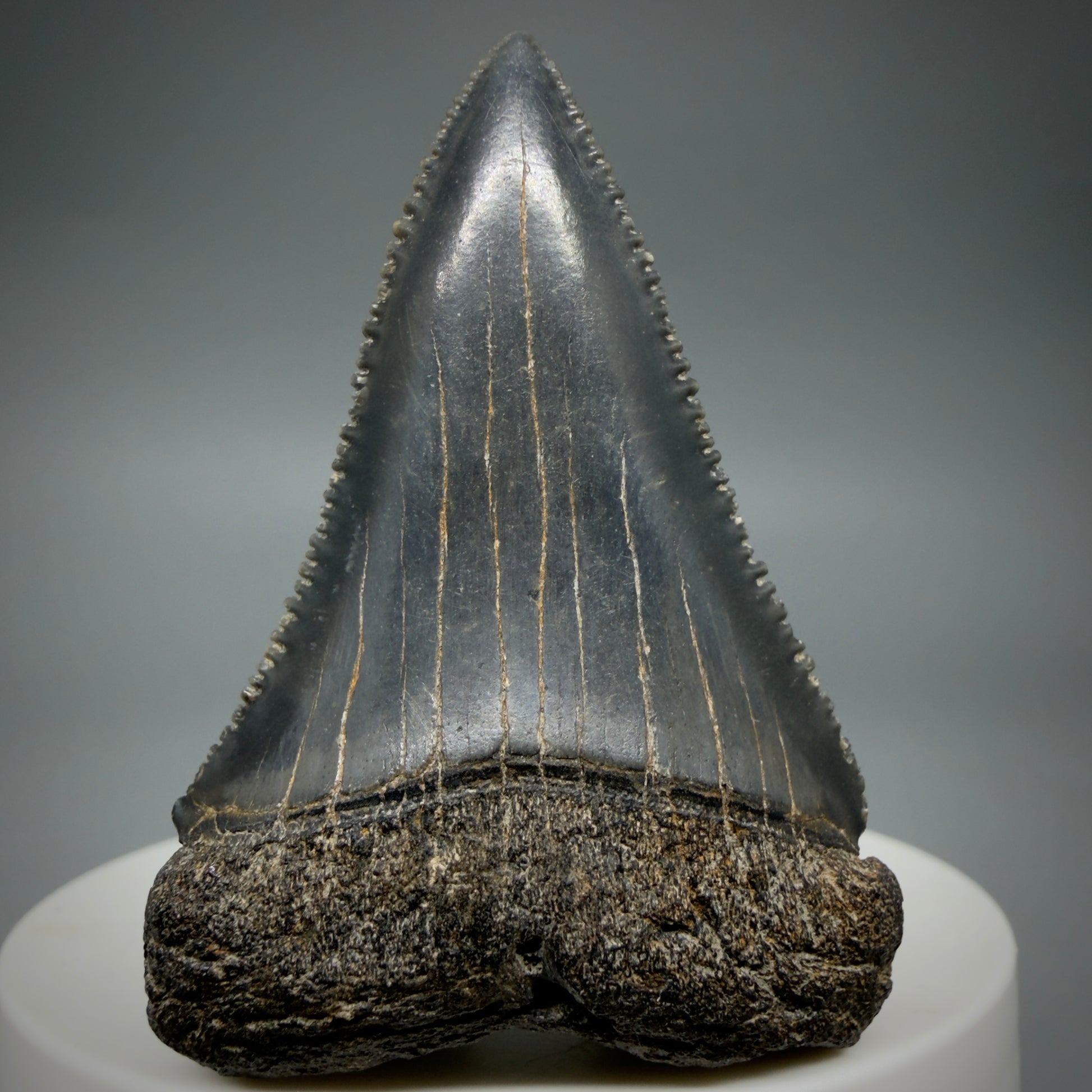 Front View Dark colors, serrated 2.08" Fossil Great White Shark Tooth - South Carolina CM1345