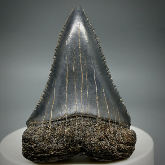 Front View Dark colors, serrated 2.08" Fossil Great White Shark Tooth - South Carolina CM1345
