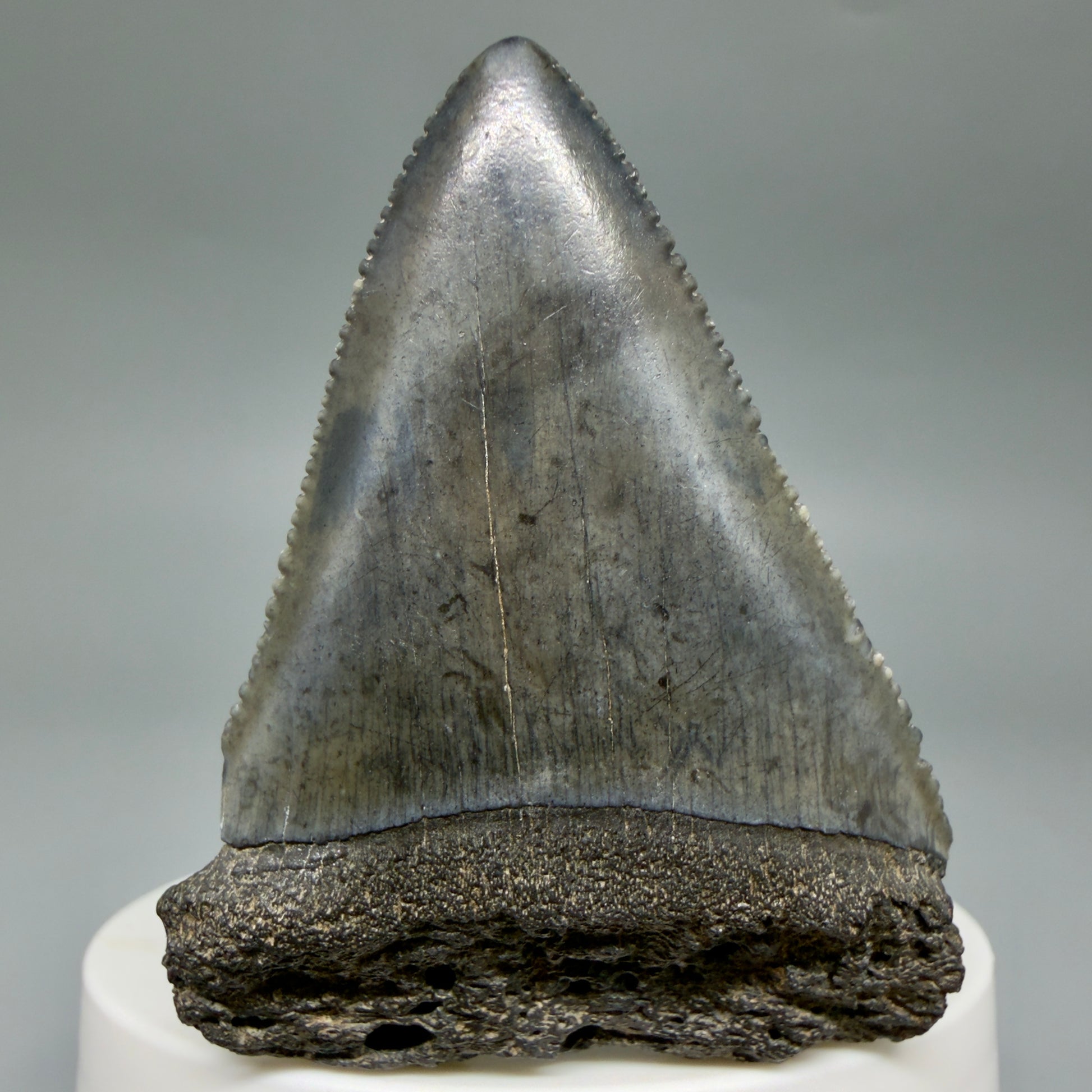 Front View Dark colors, serrated 2.30" Fossil Great White Shark Tooth - South Carolina GW1347